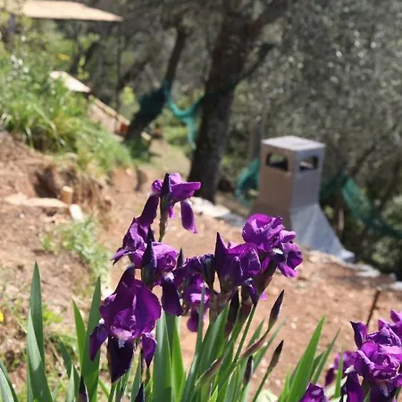 Il Giaggiolo Дом отдыха Камайоре